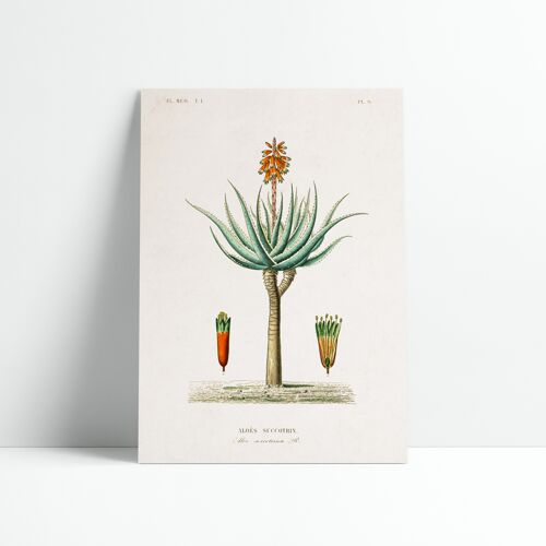 Affiche 30x40 cm – Planche Botanique – Aloe