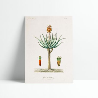 Poster 30x40 cm - Botanisches Brett - Aloe