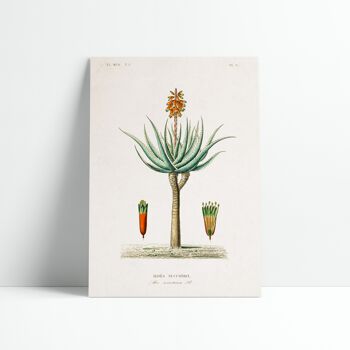 Affiche 30x40 cm – Planche Botanique – Aloe 1