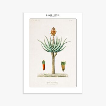 Affiche 30x40 cm – Planche Botanique – Aloe 2