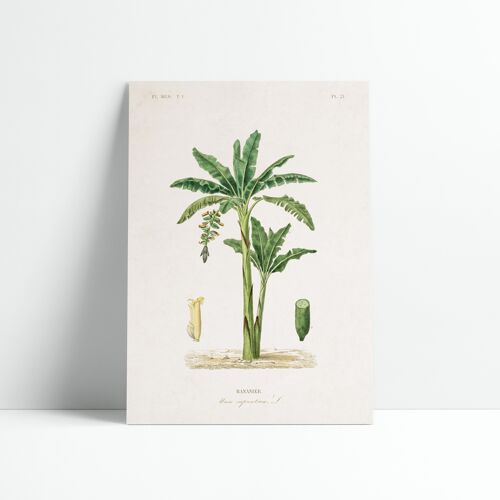 Affiche 30x40 cm – Planche Botanique - Bananier 2