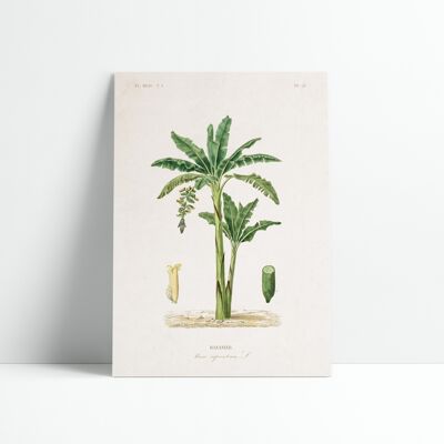 Póster 30x40 cm - Plato botánico - Banano 2