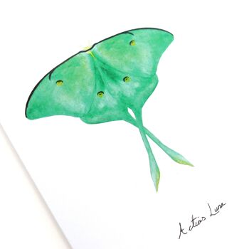 Carte de voeux lépidoptères Luna Moth 2