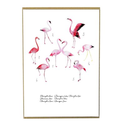 Flamboyance of Flamingos Art Print