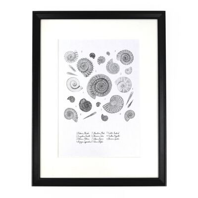 Ammonoidea Ammonite Art Print - A4