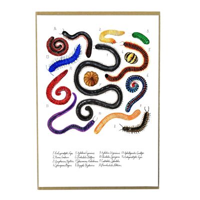 Myriapoda Tausendfüßler Kunstdruck