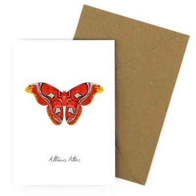 Cartolina d'auguri di lepidotteri Atlas Moth