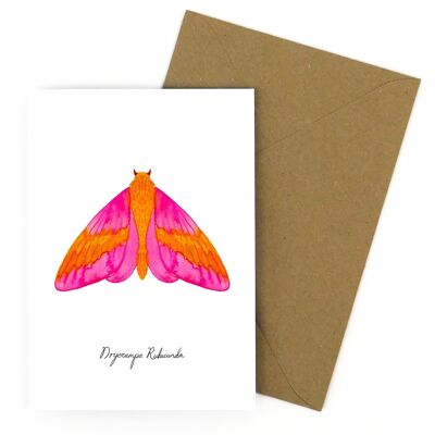 Cartolina d'auguri di lepidotteri rosa acero falena