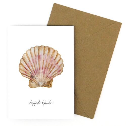 Conchae Scallop Shell Greetings Card