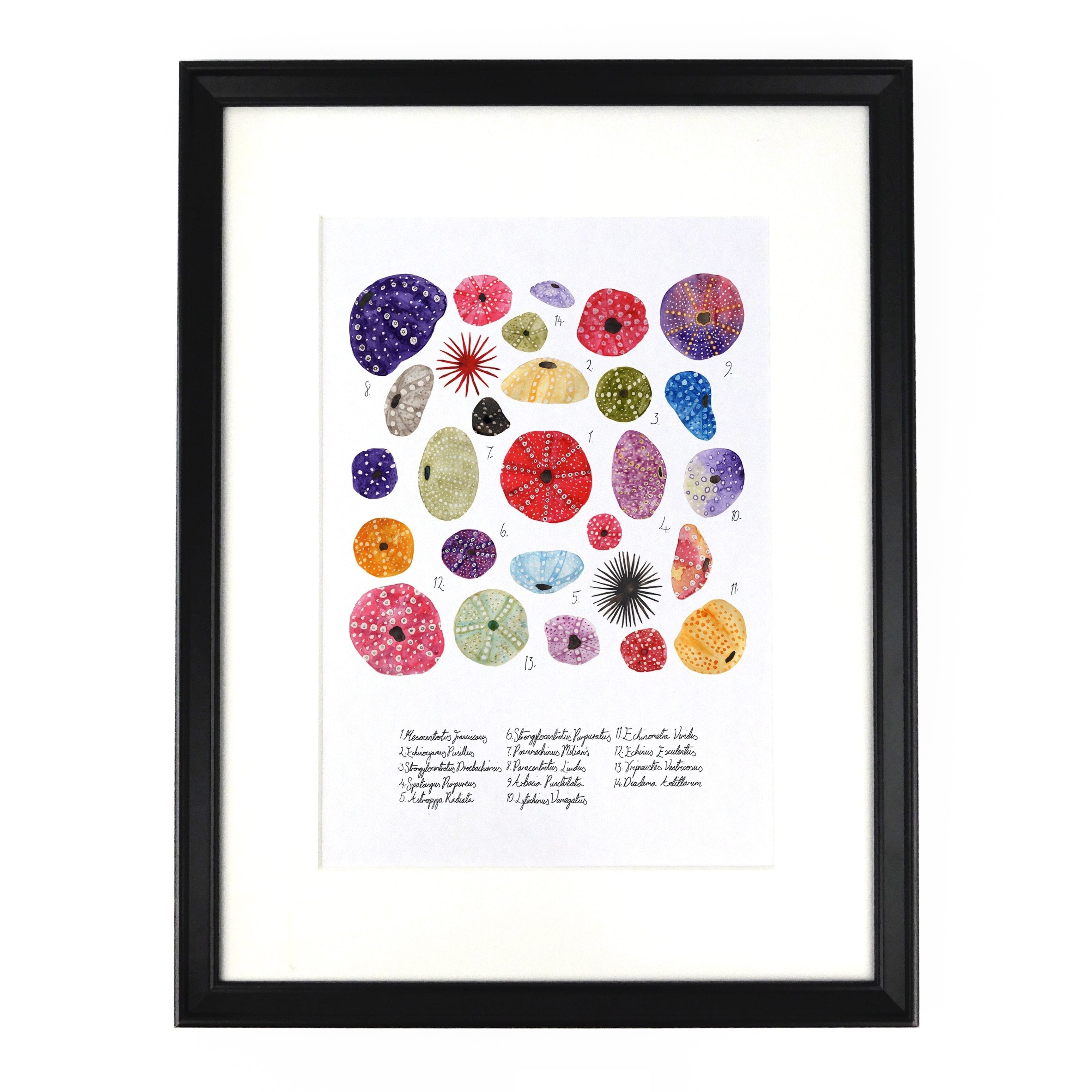 Echinozoa Seeigel Kunstdruck