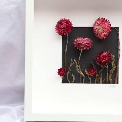 Trockenblumen in Bilderrahmen - Helichrysum