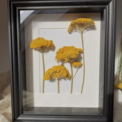 Trockenblumen in Bilderrahmen-Achillea Schafgarbe