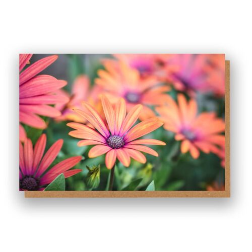 Floral African Daisies Card