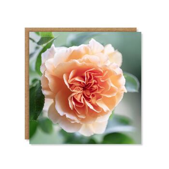 Carte florale rose orange 3