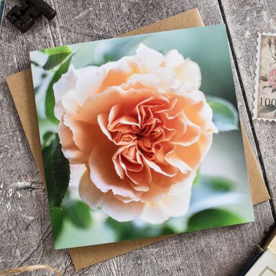 Tarjeta Floral Rosa Naranja