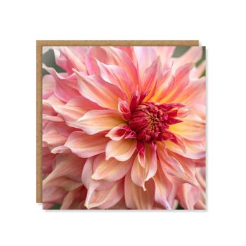 Carte florale de dahlia de pastèque de Penhill 3