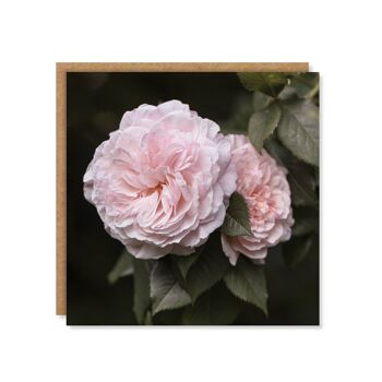 Carte florale rose rose 3