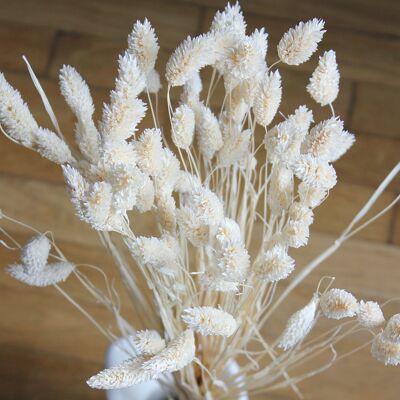 Bouquet de fleurs séchées - Phalaris Blanc