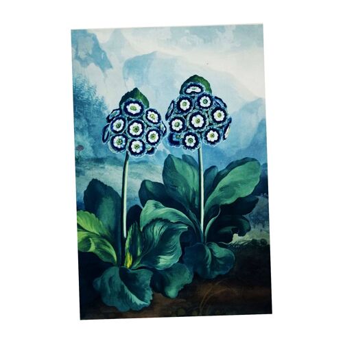 Auriculas Vintage Botanical Plants - Metal Sign 11x16inch