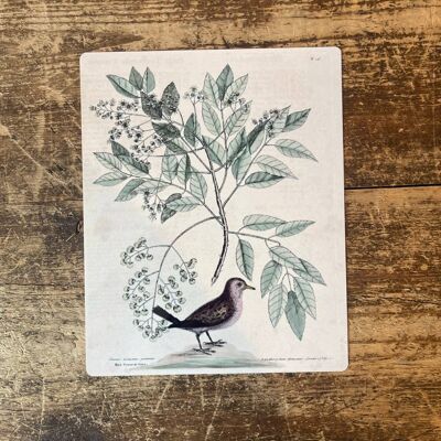 Bird Branch Botanical Insect – Botanisches Wandschild aus Metall, 20,3 x 25,4 cm