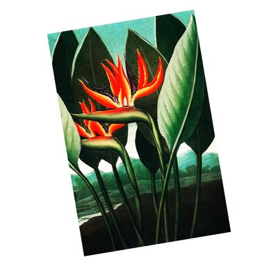 Bird of Paradise Vintage Botanical Plant - Panneau en métal 8 x 10 pouces