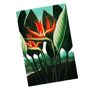 Pianta botanica vintage Bird of Paradise - Cartello in metallo 6x8 pollici