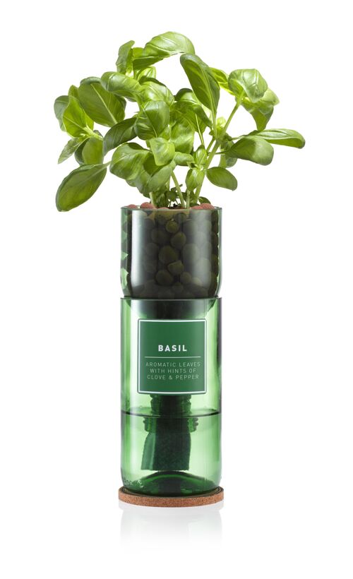 Basil Hydro Herb kit
