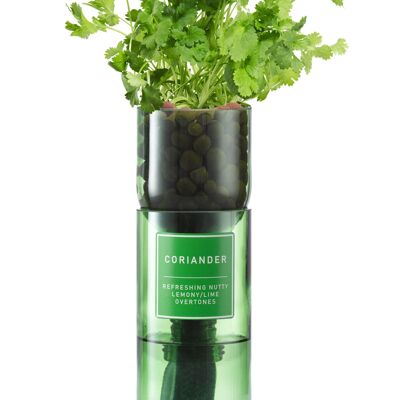 Kit Coriandolo Hydro Herb