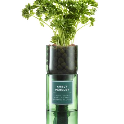 Curly Parsley Hydro Herb kit