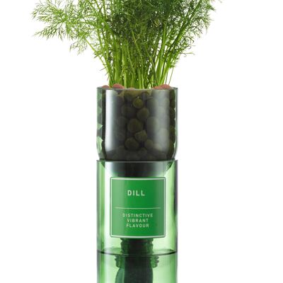 Dill Hydro Herb Plant Kit