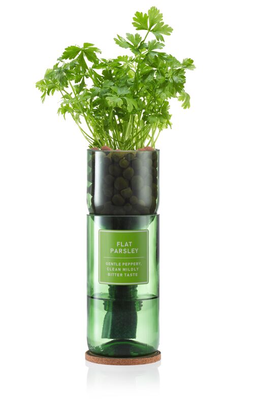 Flat Parsley Hydro Herb kit