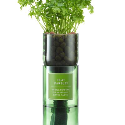 Flat Parsley Hydro Herb kit