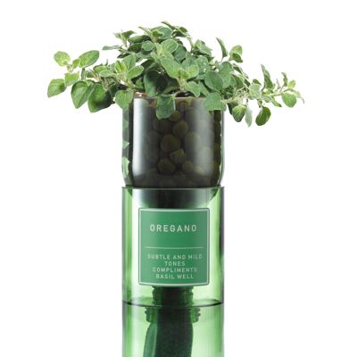 Oregano Hydro Herb kit