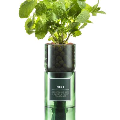 Kit de plantas de menta Hydro Herb
