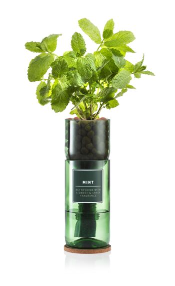 Kit de plantes aromatiques Mint Hydro 2