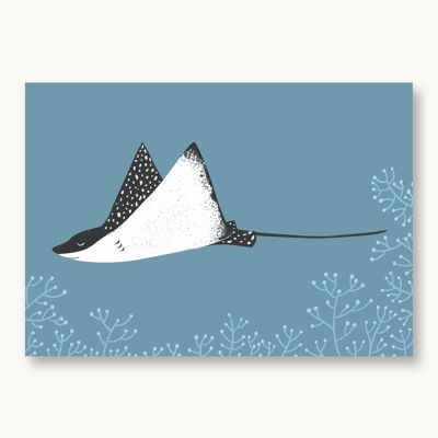 Postcard rays, eagle rays