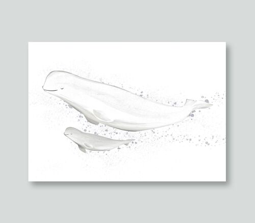 Postkarte Weißwal, Beluga