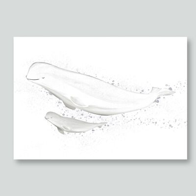 Postkarte Weißwal, Beluga