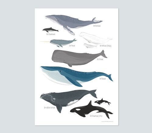 Wale, Poster - DIN A3 Meerestiere