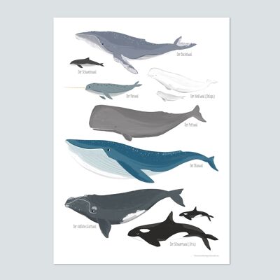 Wale, Poster - DIN A3 Meerestiere