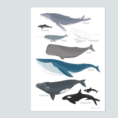Baleines, Affiche - DIN A3 Animaux Marins