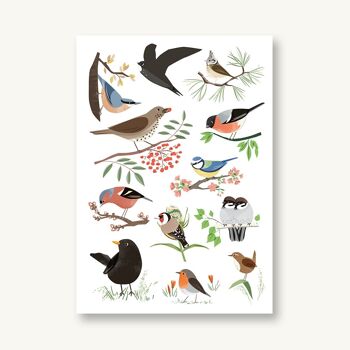 Carte postale oiseaux indigènes 1