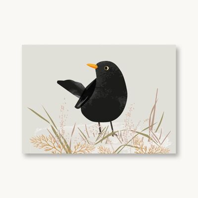 Postkarte Amsel Heimische Vögel