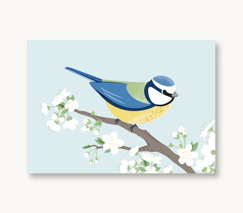 Postkarte Blaumeise Frühling