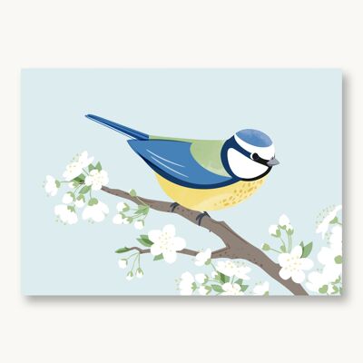 Postkarte Blaumeise Frühling