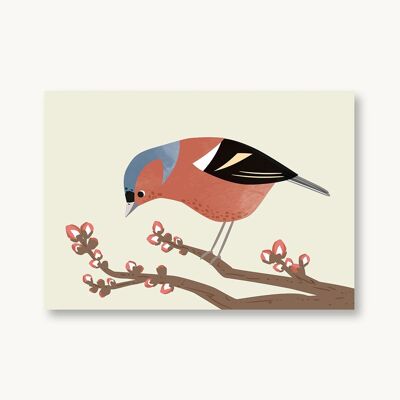 Cartolina Fringuello Uccelli Nativi