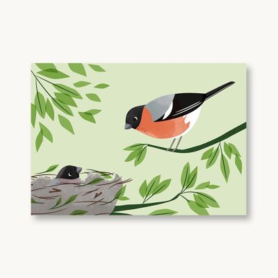 Postcard Bullfinch Native Birds