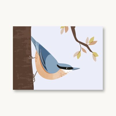 Cartolina Picchio muratore Uccelli nativi