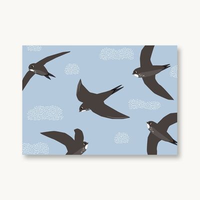 Postkarte Mauersegler Heimische Vögel