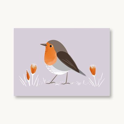 Postal Petirrojo Aves Nativas